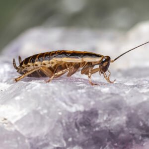 شركة مكافحة الصراصير