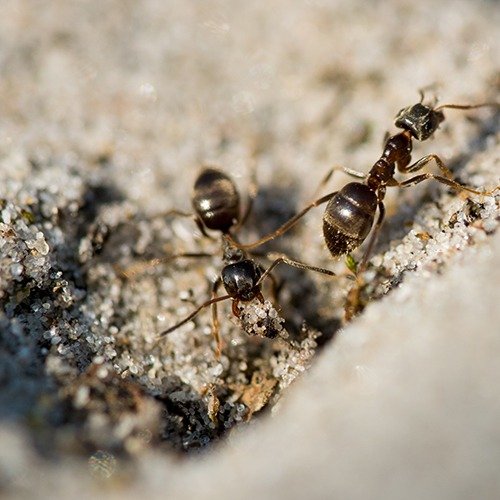 شركة مكافحة النمل
