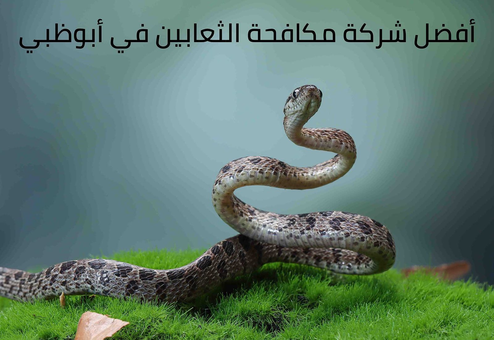 شركة مكافحة الثعابين في ابوظبي
