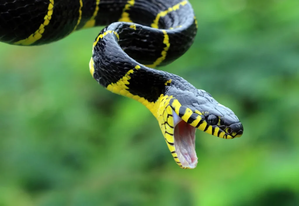 طرق-التخلص-من-الثعابين-في-أبوظبي