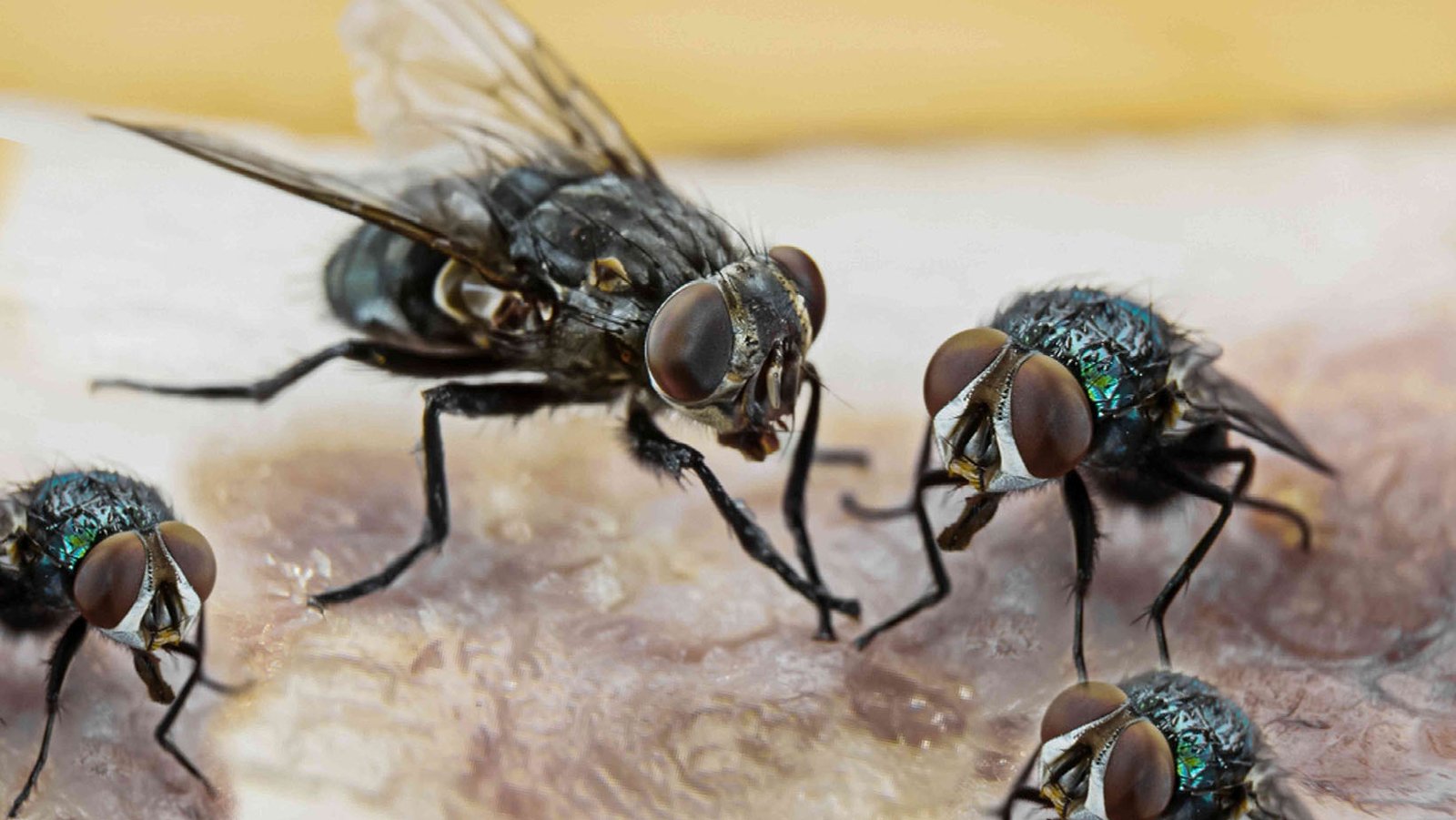 شركة مكافحة الذباب ابوظبي