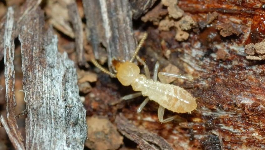 شركة مكافحة رمة ابوظبي