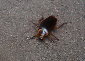 رش الصراصير في أبوظبي