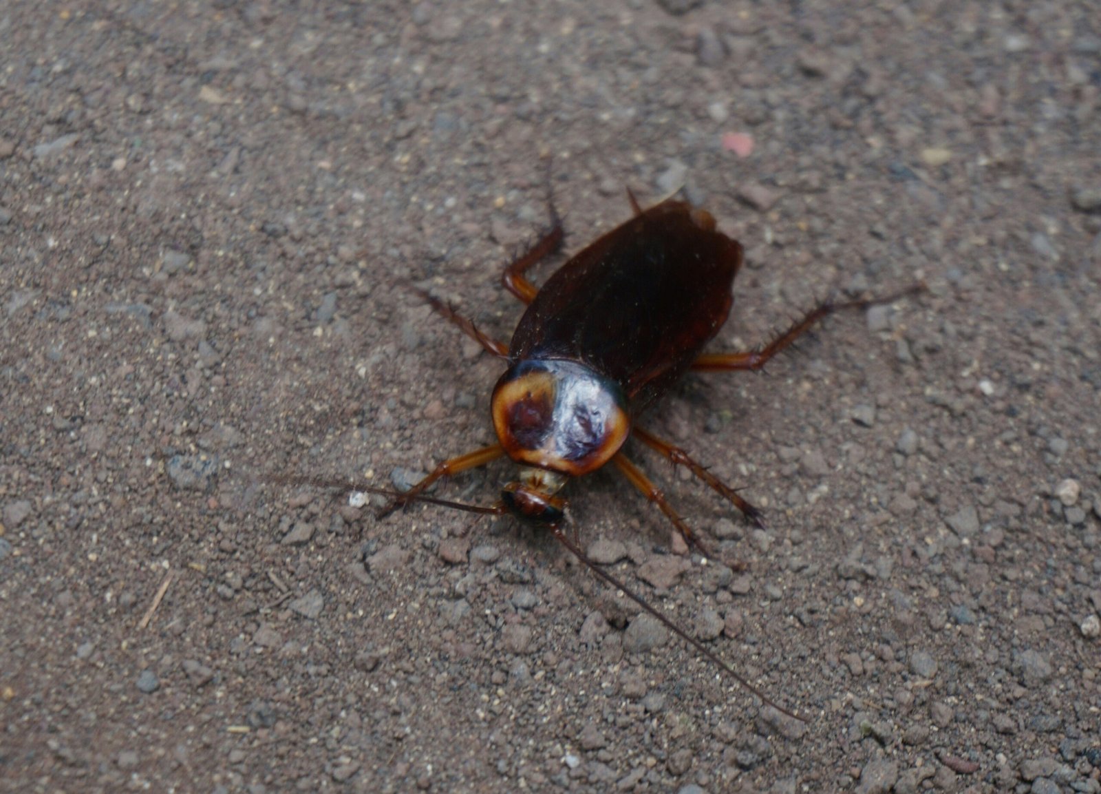 رش الصراصير في أبوظبي